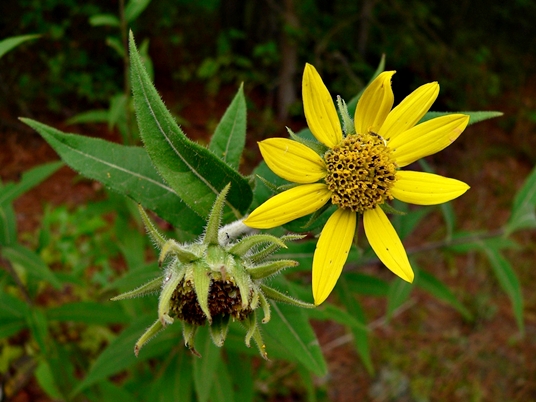 {Helianthus resinosus}